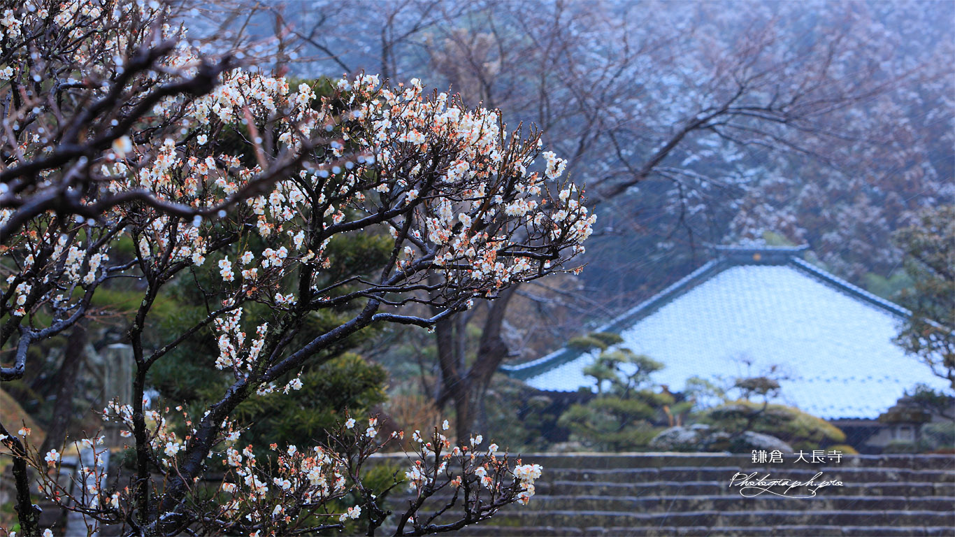 鎌倉大長寺 白梅と本堂 壁紙