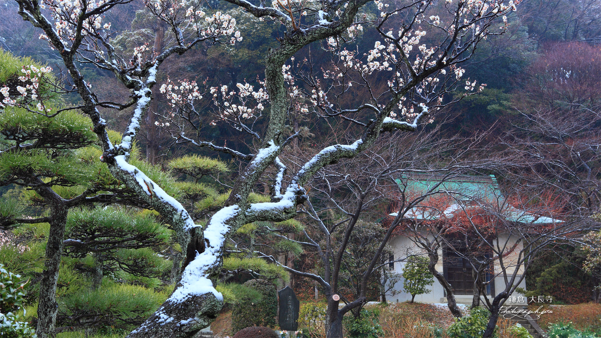 鎌倉大長寺 白梅と宝蔵