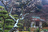 鎌倉大長寺 白梅と宝蔵