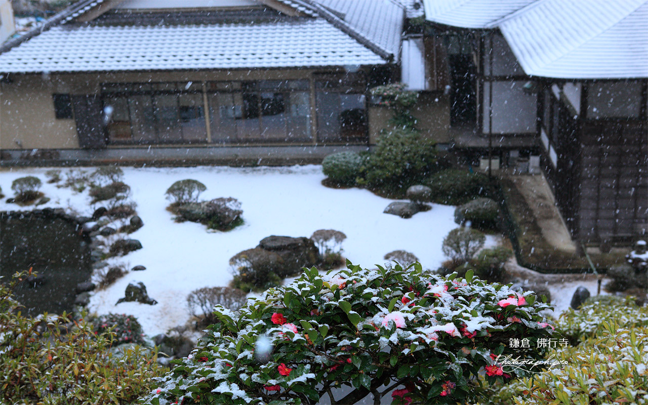 佛行寺 椿と雪化粧の庭園 壁紙