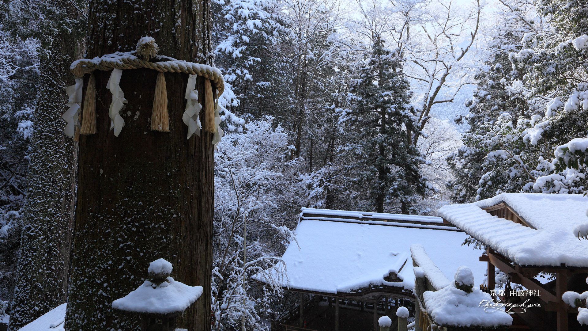 由岐神社 雪景色の大杉さん