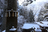 由岐神社 雪景色の大杉さん