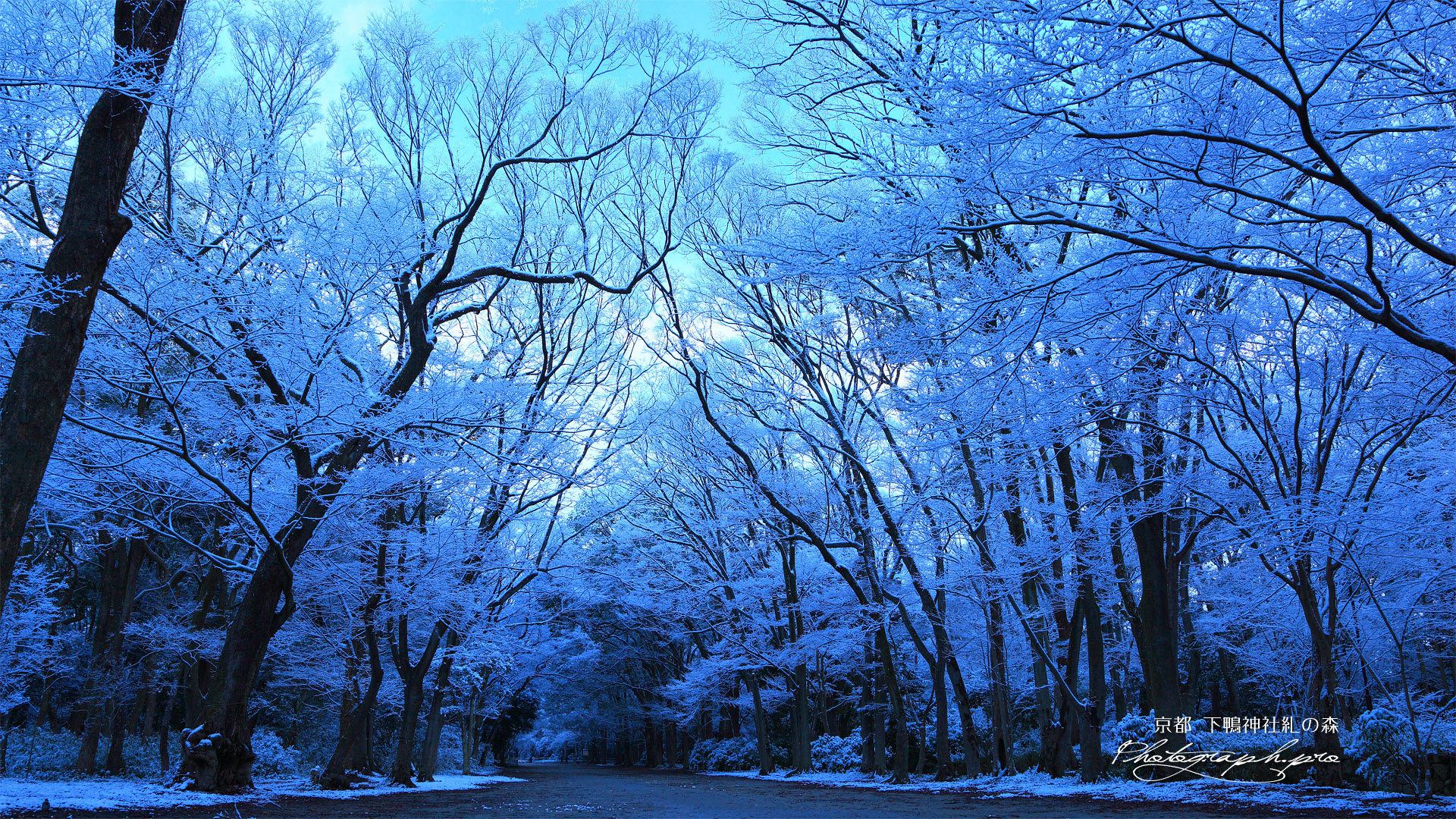 下鴨神社 糺ノ森の雪の花 の壁紙 19x1080