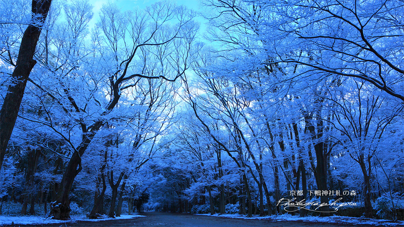 下鴨神社 糺ノ森の雪の花 の壁紙 1366x768