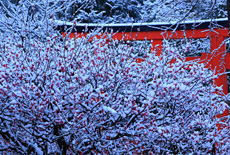 下鴨神社