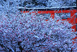 下鴨神社 雪中光琳梅と井上社鳥居