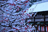 下鴨神社 雪中光琳の梅と橋殿