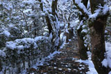 寂光院 斑雪の参道