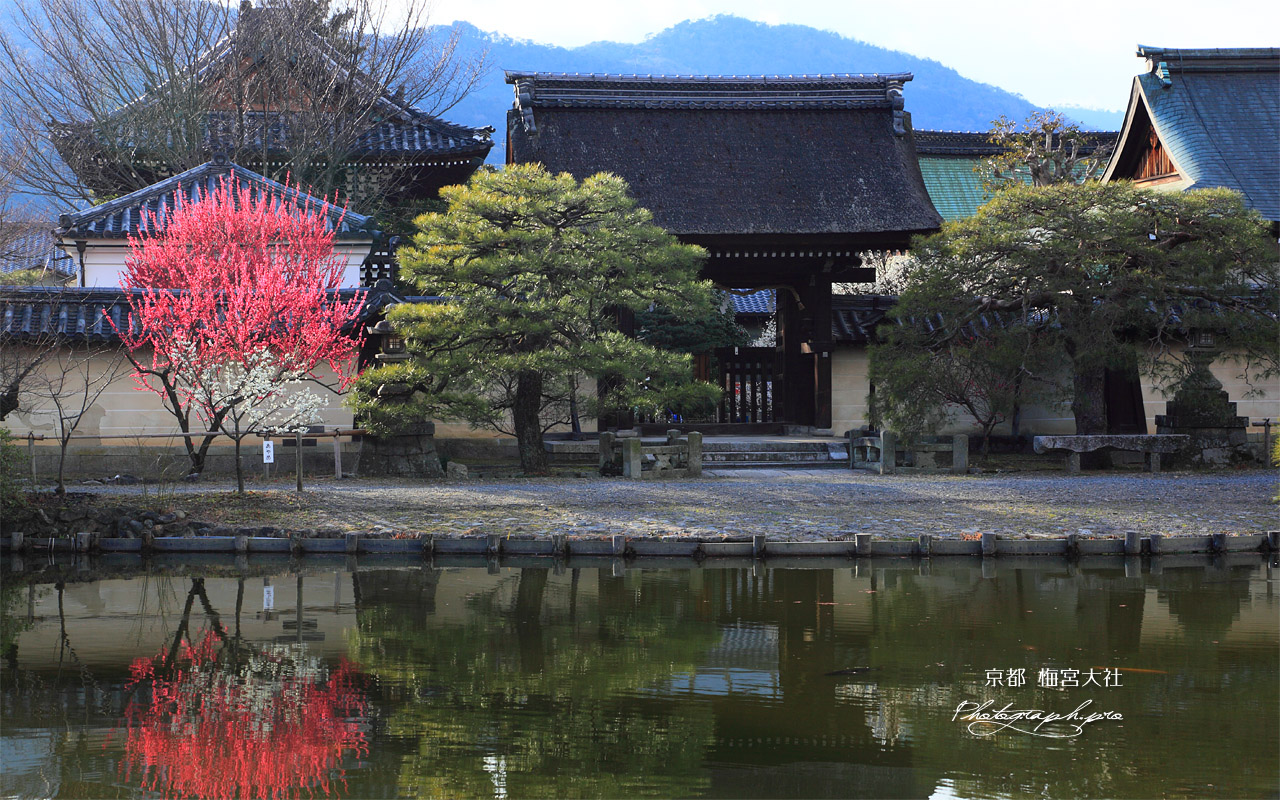 梅宮大社 紅梅映る咲耶池 壁紙