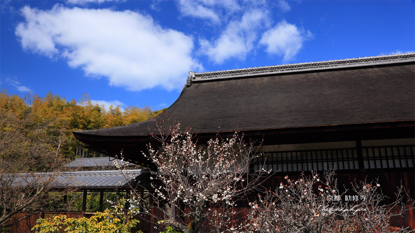 勧修寺 臥竜の老梅と書院 壁紙
