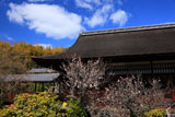 勧修寺 臥竜の老梅と書院