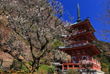 三室戸寺の梅と三重塔