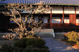 興聖寺の梅と法堂