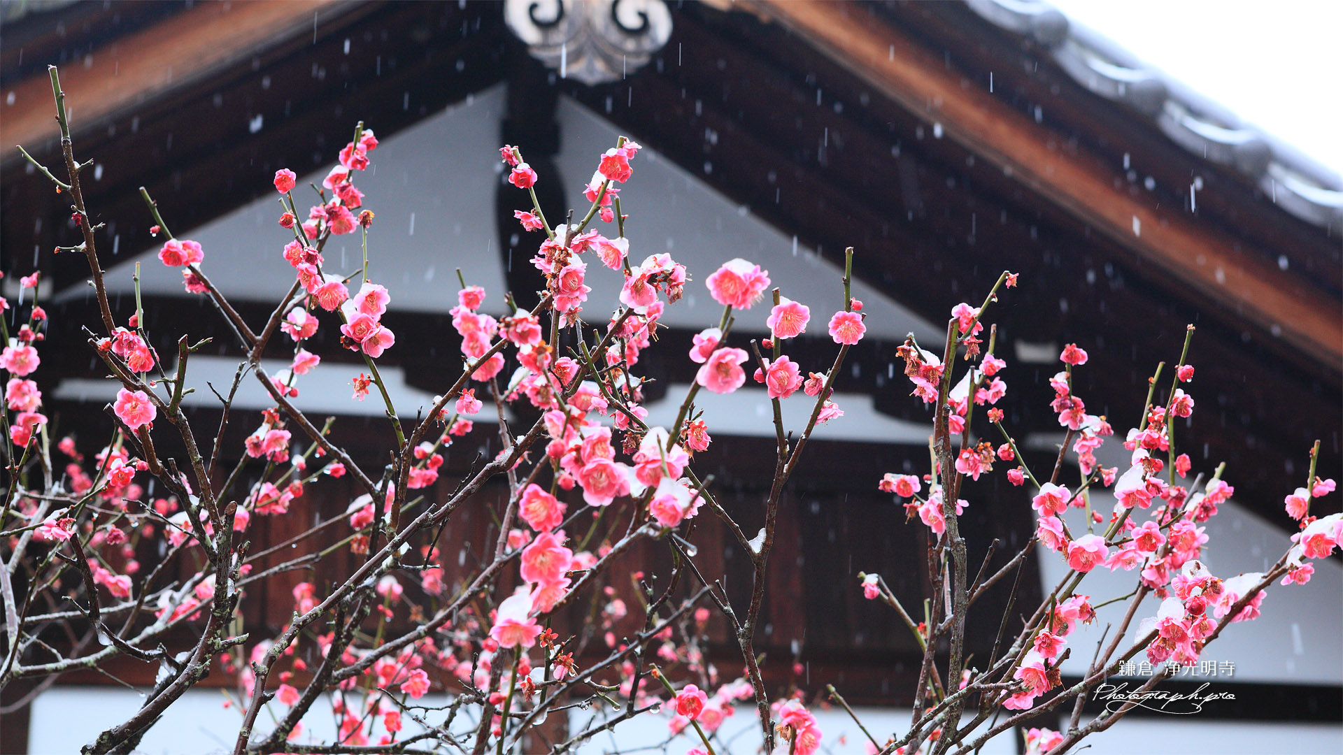 浄光明寺 紅梅と雪