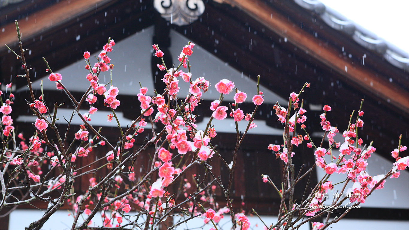 浄光明寺 紅梅と雪 壁紙