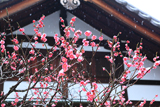 浄光明寺 紅梅と雪