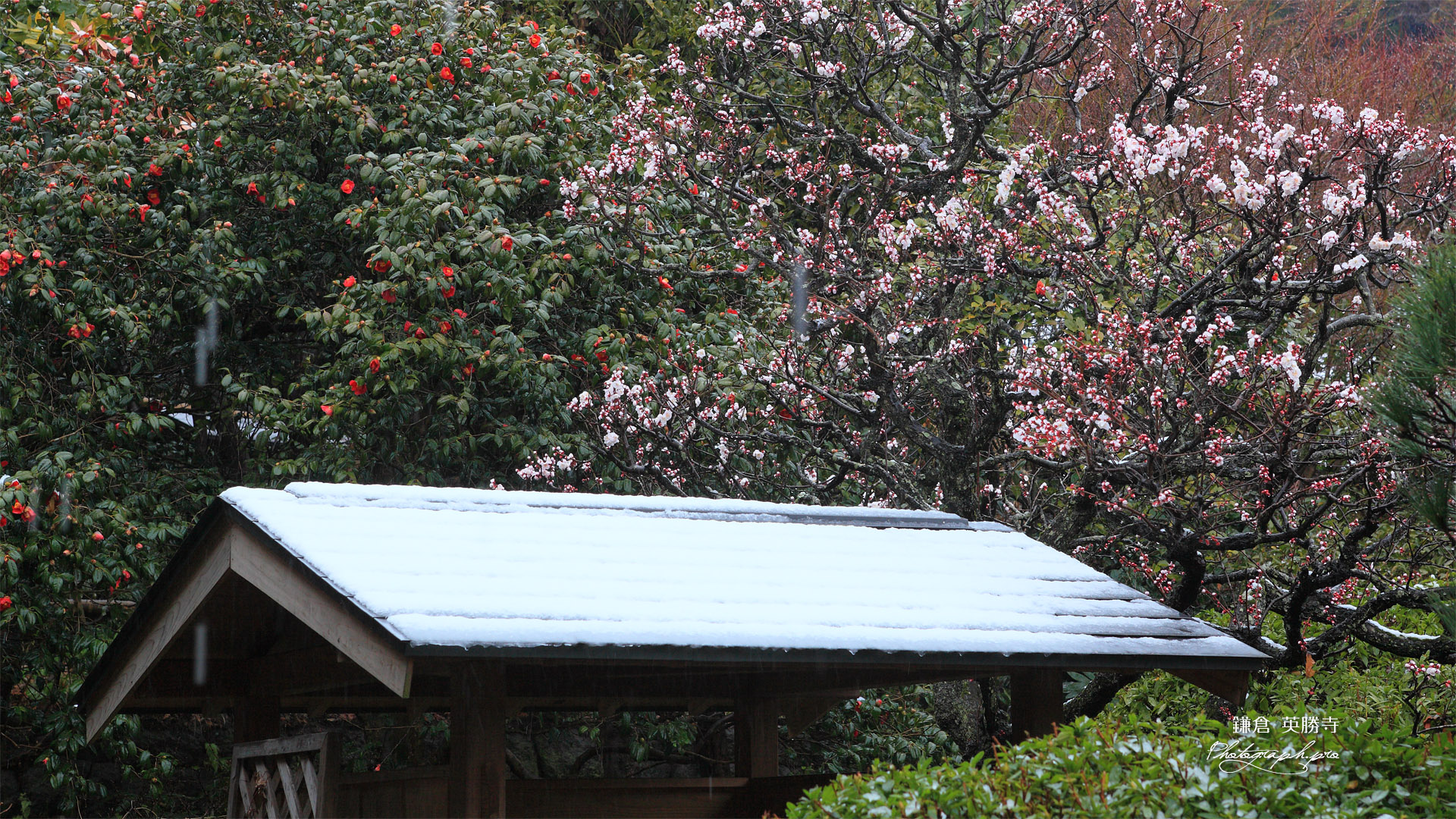 英勝寺 梅と椿と沫雪