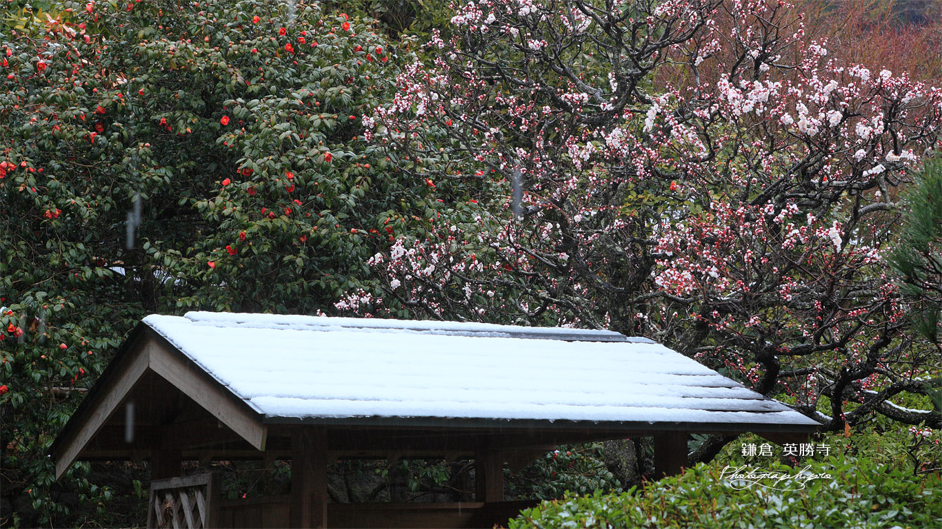 英勝寺 梅と椿と沫雪 壁紙