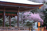 出雲大神宮 拝殿越しの雪中梅