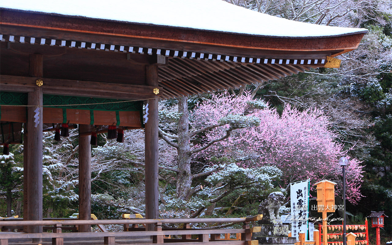 出雲大神宮 拝殿越しの雪中梅 壁紙