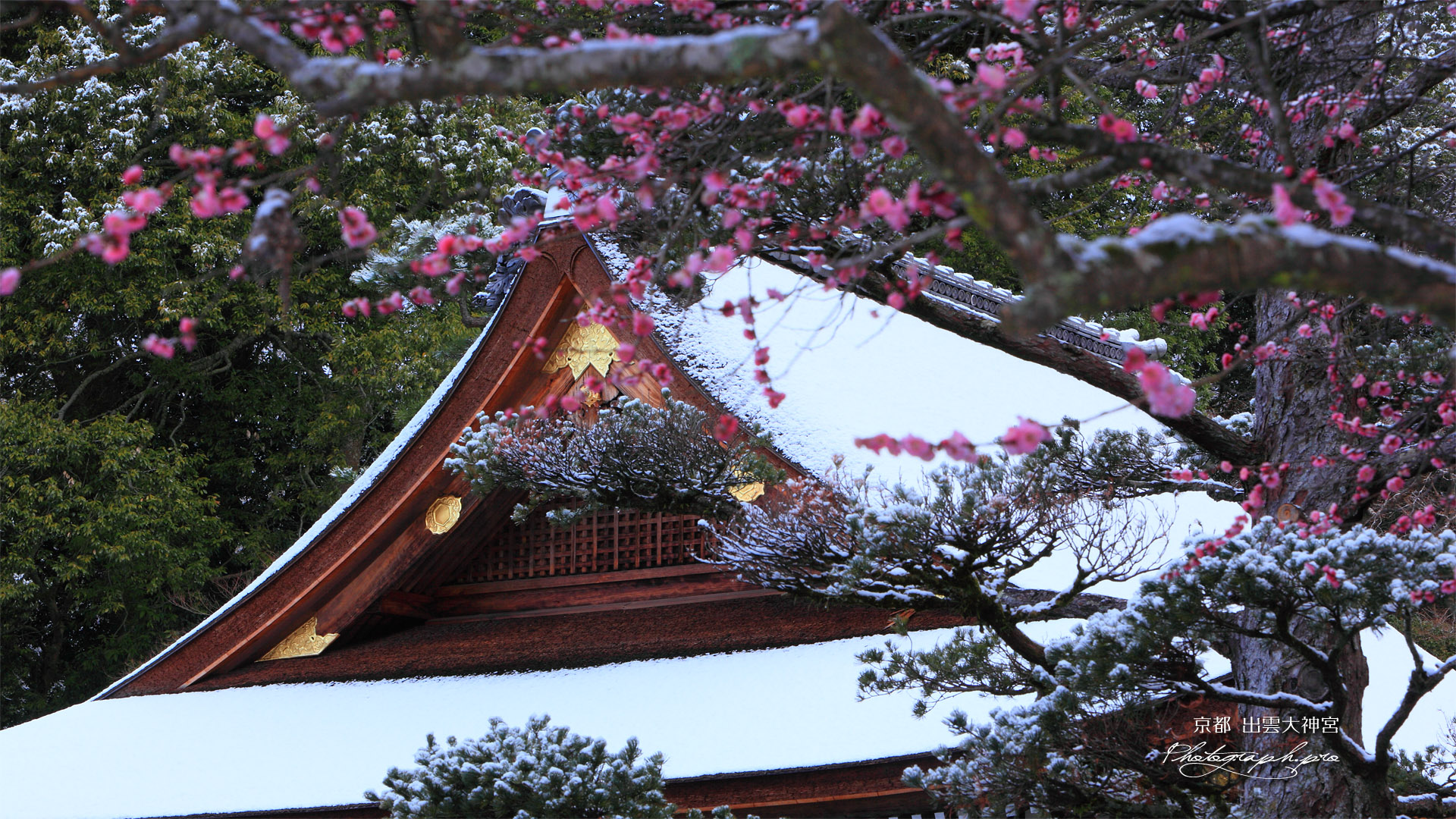 出雲大神宮 梅越しの雪化粧した拝殿
