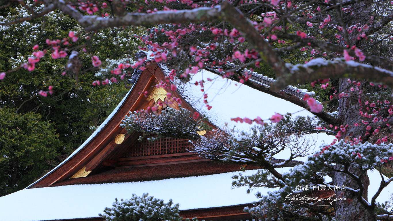 出雲大神宮 梅越しの雪化粧した拝殿 壁紙
