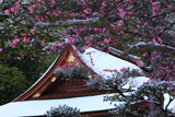 出雲大神宮 梅越しの雪化粧した拝殿