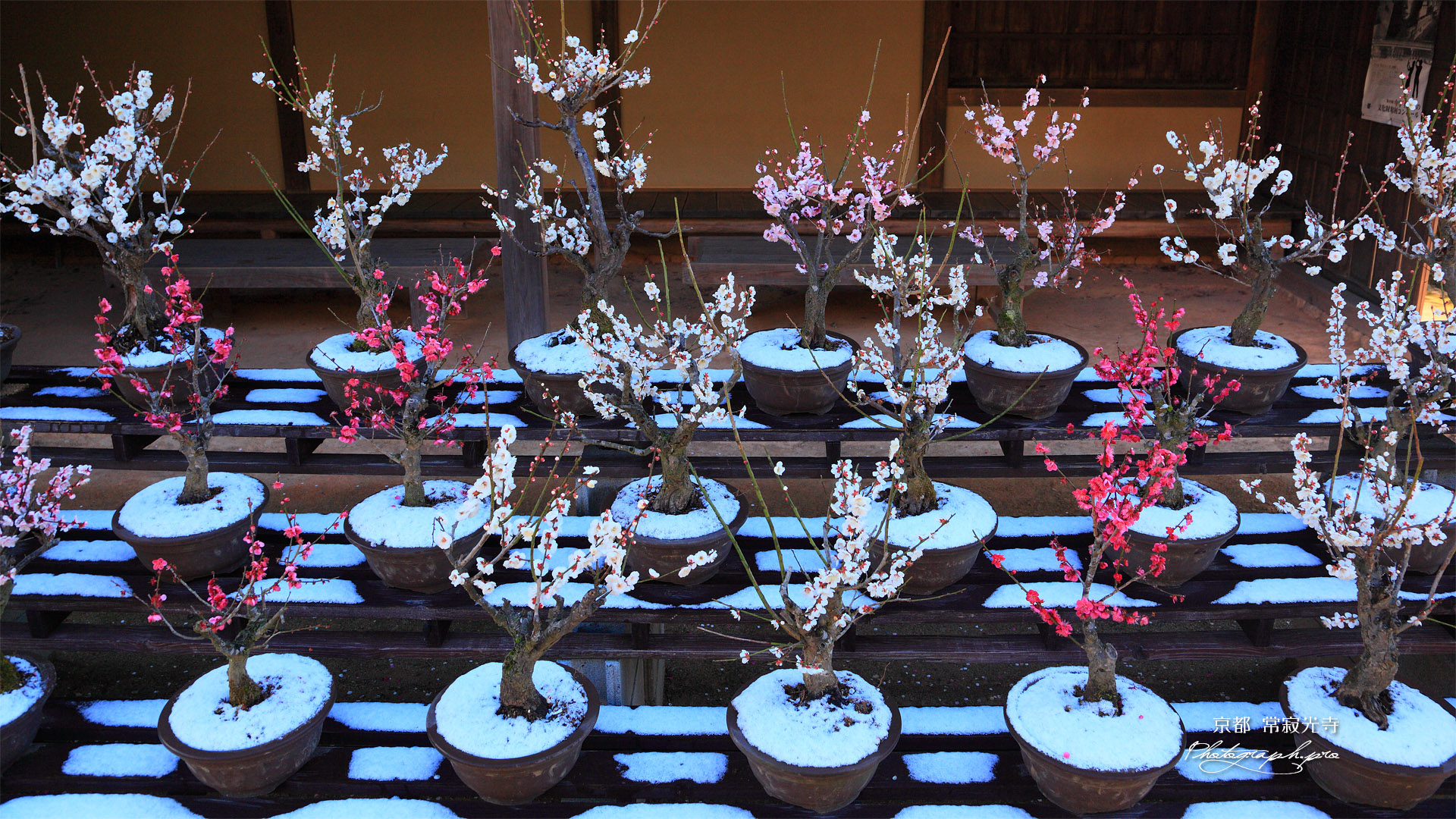 常寂光寺 盆梅展