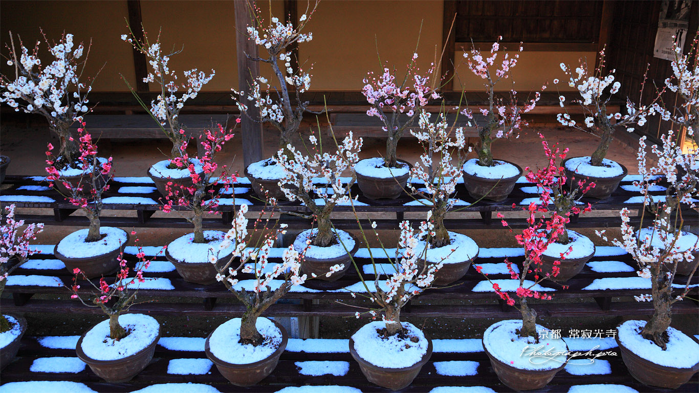 常寂光寺 盆梅展 壁紙