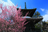 清凉寺 桃色梅と多宝塔
