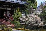 清凉寺 ウメ咲く阿弥陀堂
