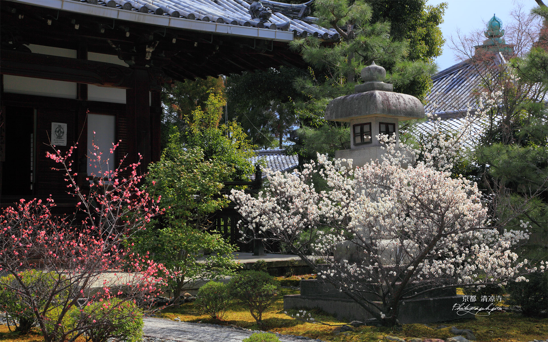 清凉寺 ウメ咲く阿弥陀堂