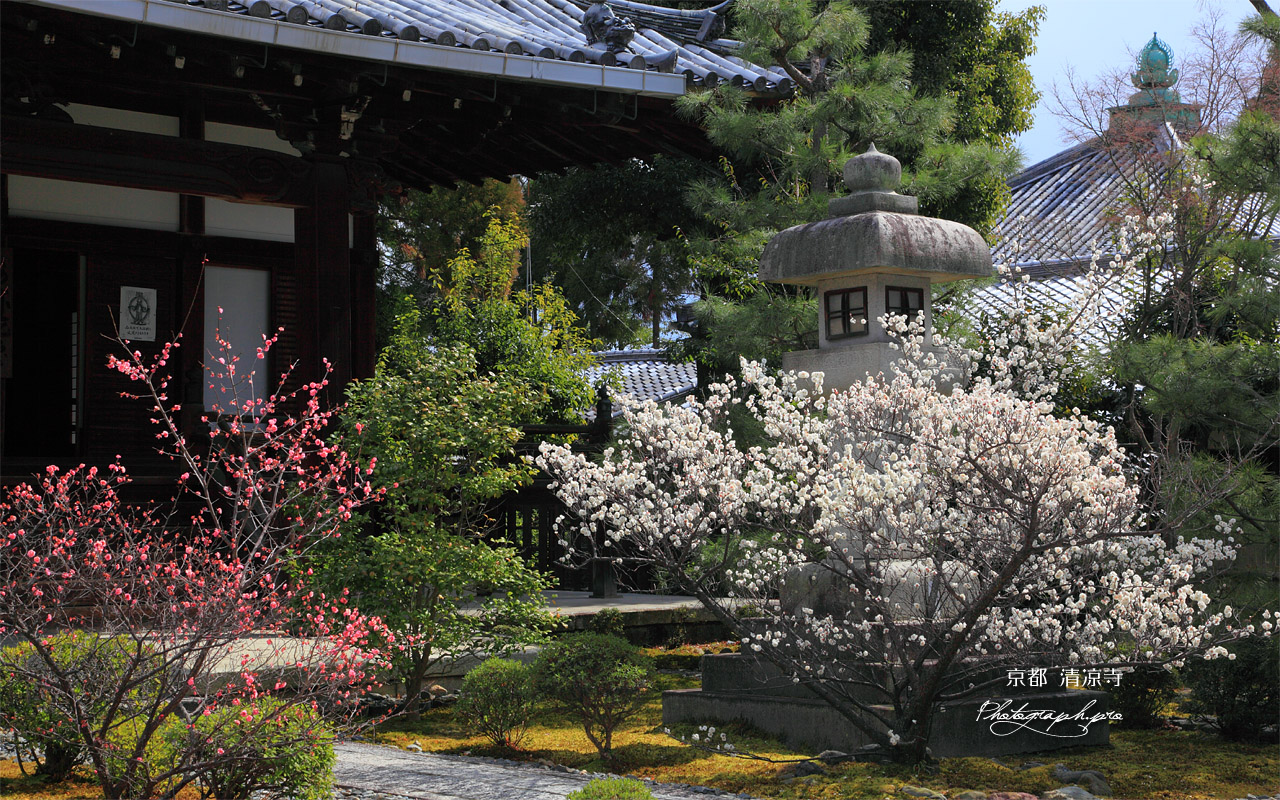 清凉寺 ウメ咲く阿弥陀堂 壁紙