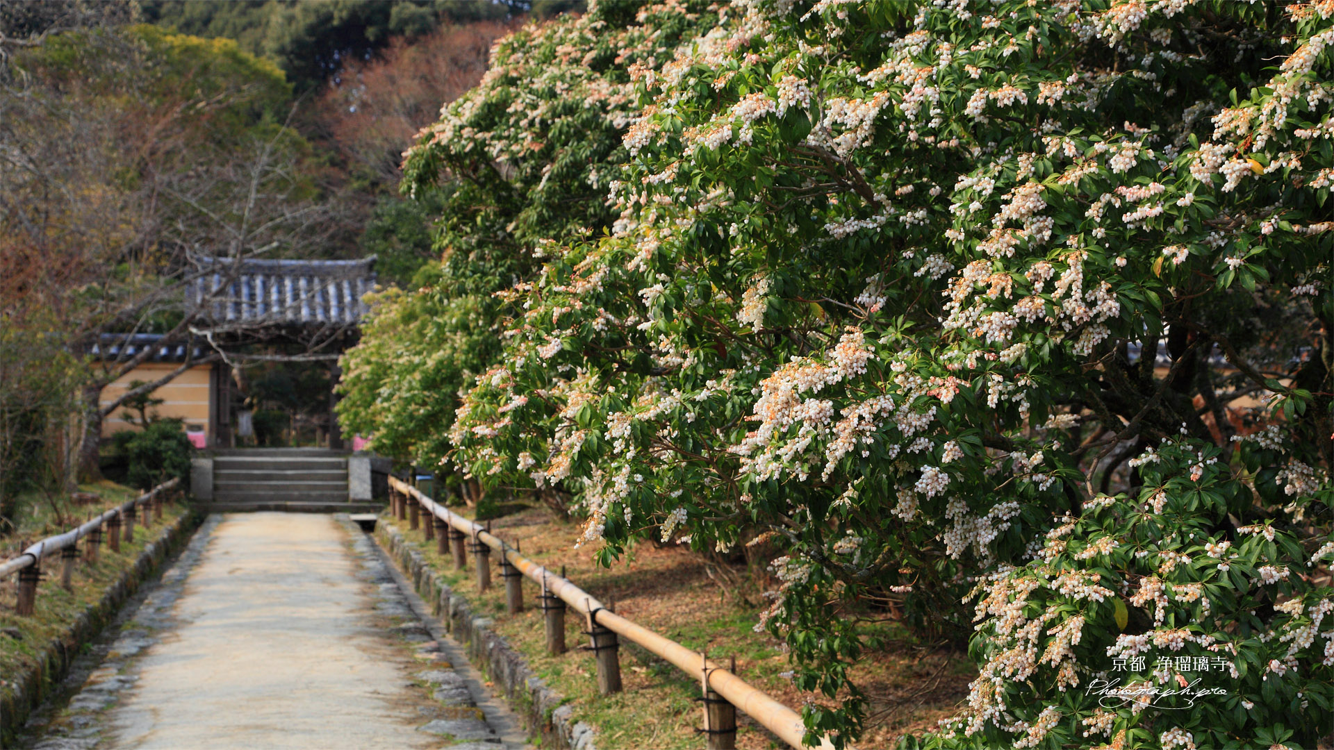 浄瑠璃寺参道のアセビ