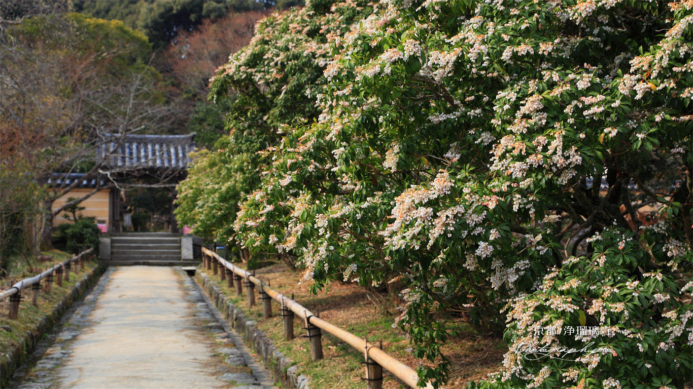 浄瑠璃寺参道のアセビ 壁紙