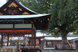 平野神社 薄化粧した境内と楠