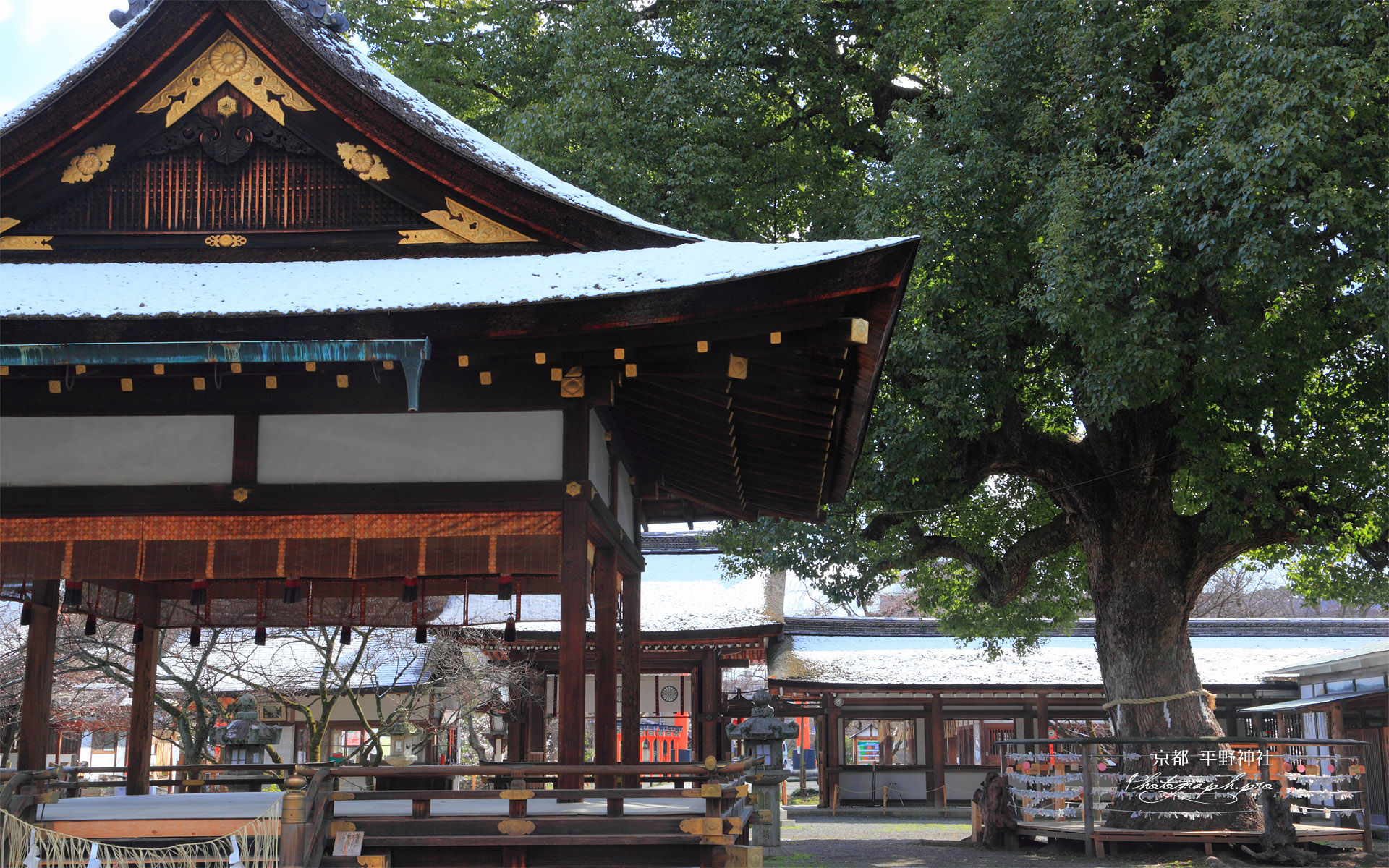 平野神社 薄化粧した境内と楠