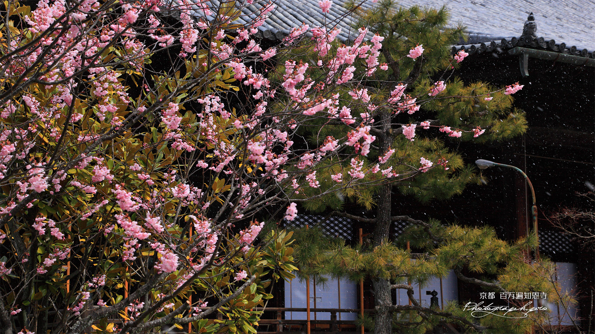 百万遍知恩寺 小雪舞う富士桜