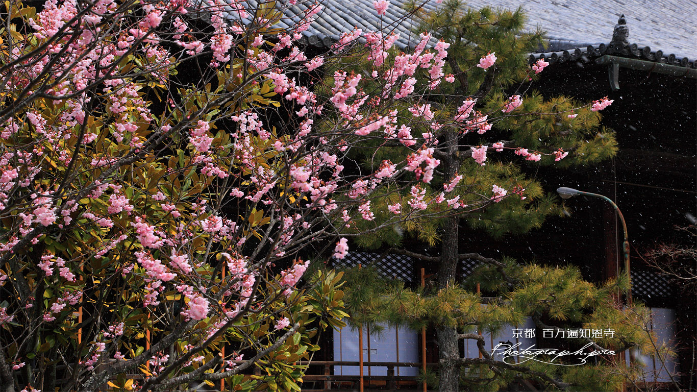 百万遍知恩寺 小雪舞う富士桜 壁紙