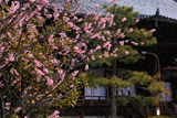 百万遍知恩寺 小雪舞う富士桜