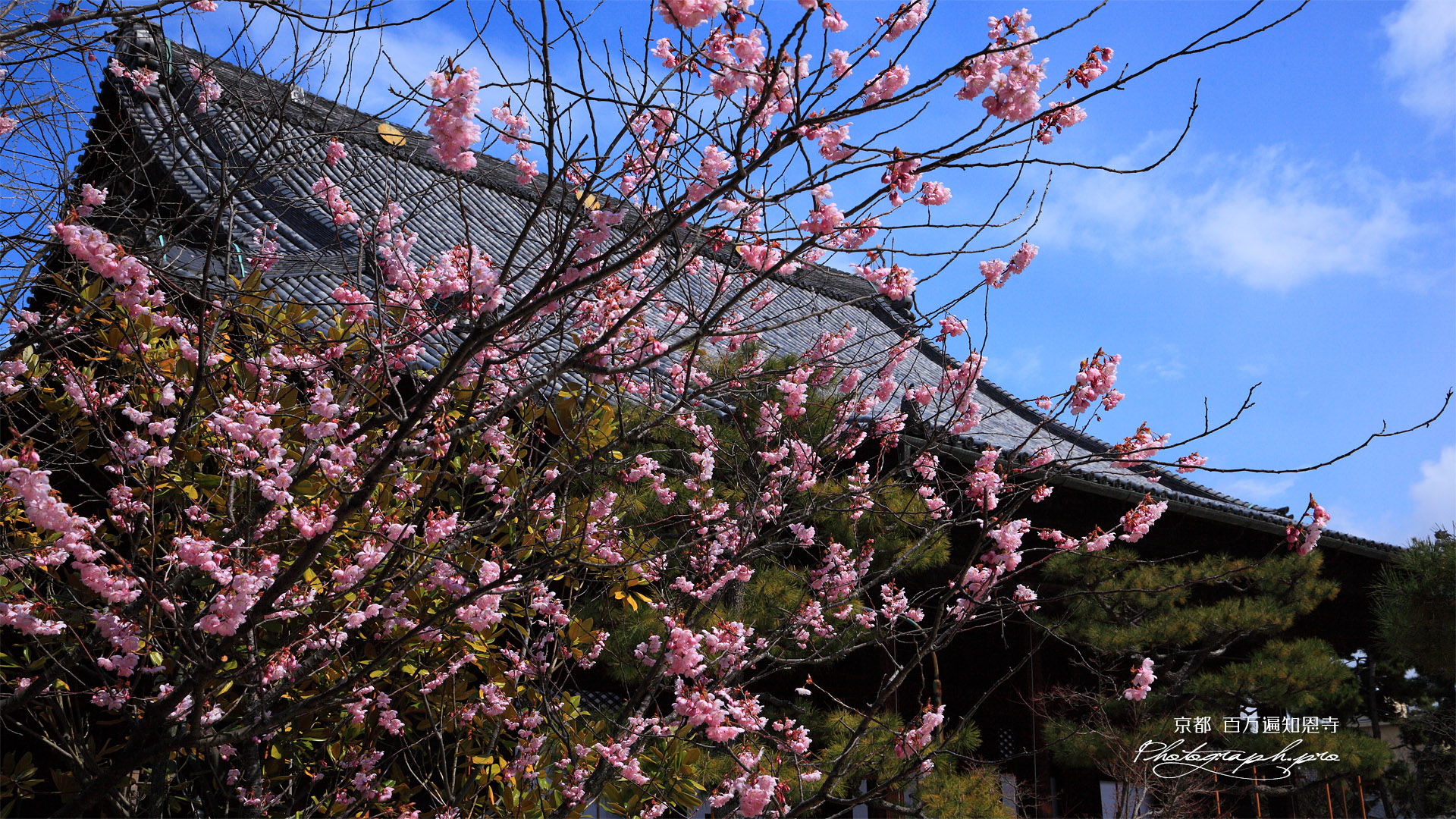 百万遍知恩寺 豆桜と御影堂