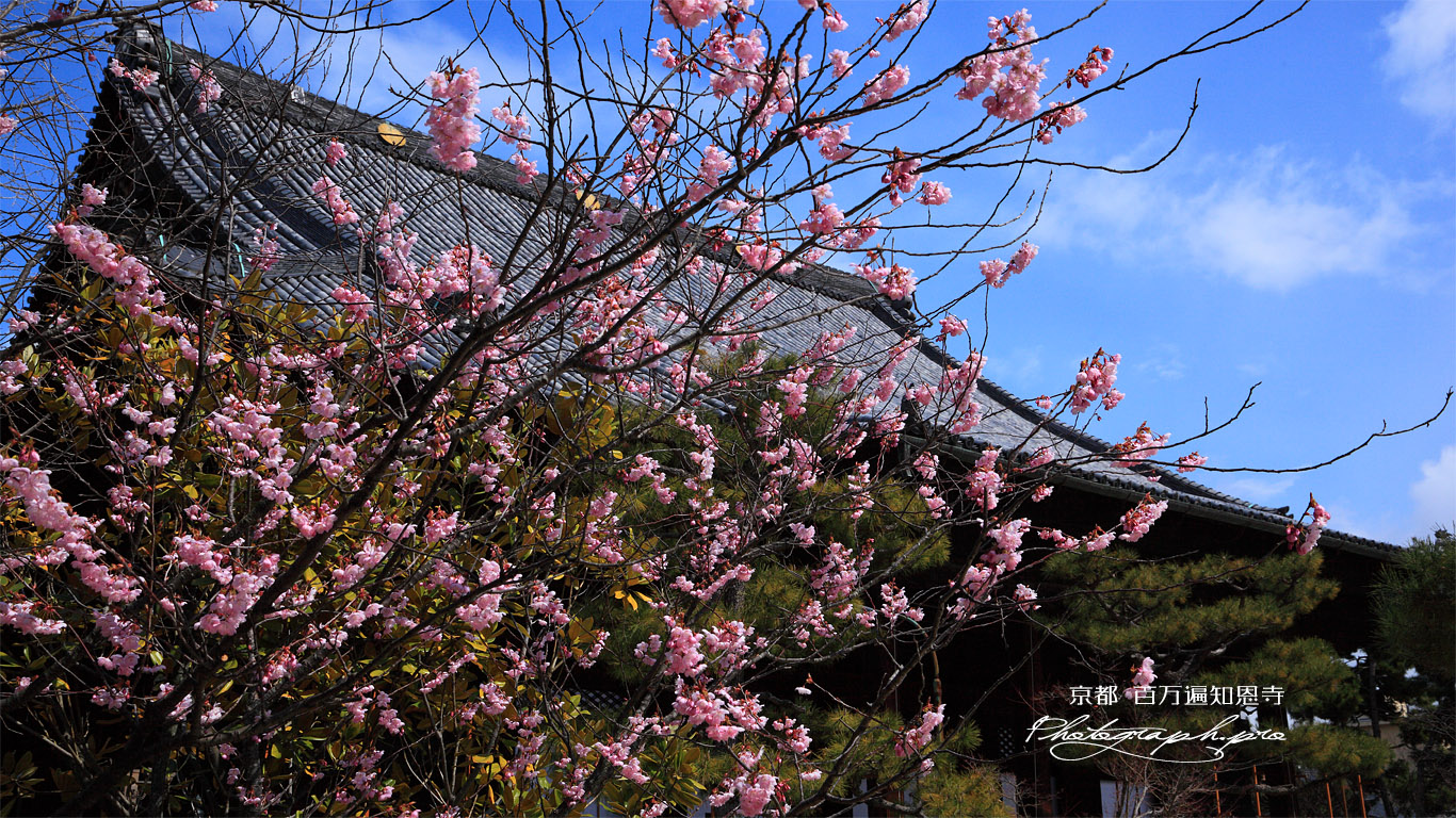 百万遍知恩寺 豆桜と御影堂 壁紙