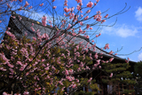 百万遍知恩寺