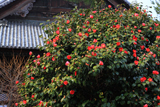 百万遍知恩寺 椿と御影堂