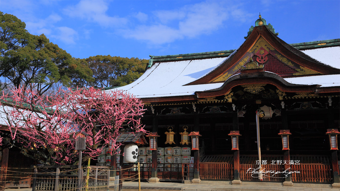 北野天満宮 右近の梅と拝殿 壁紙