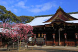 北野天満宮 右近の梅と拝殿