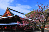 北野天満宮 紅梅と社殿