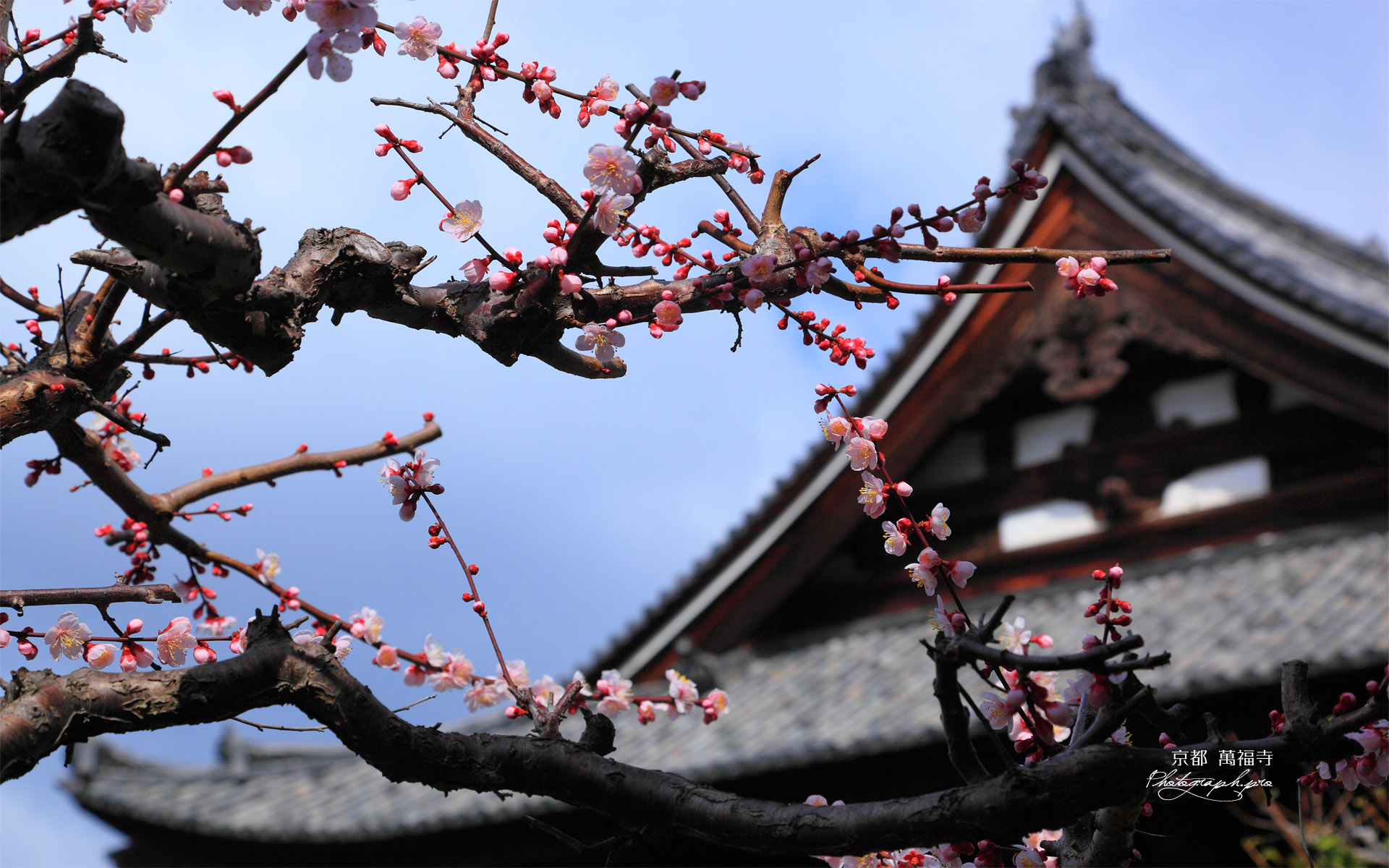 萬福寺 梅と大雄宝殿