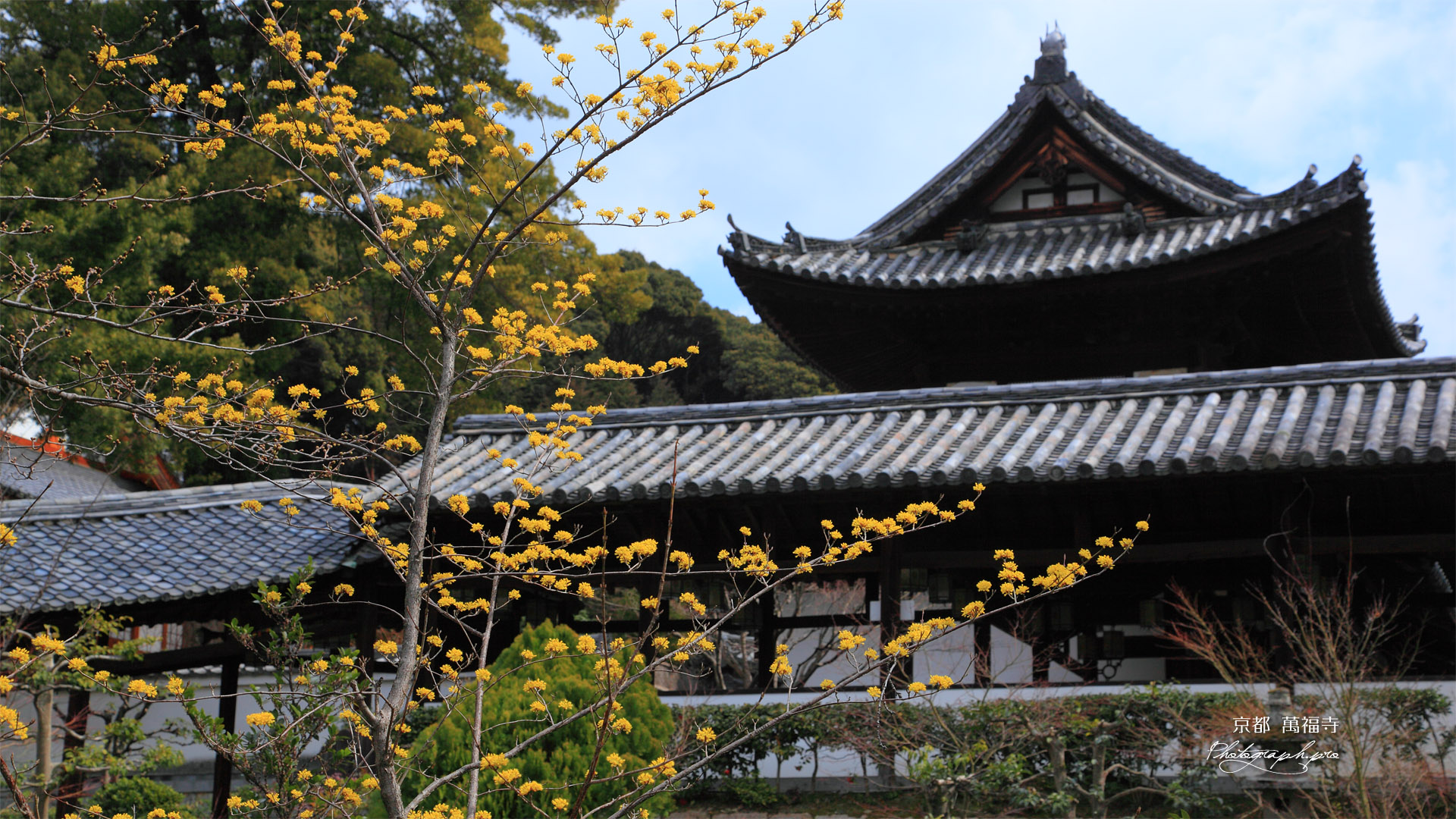 萬福寺中和園のサンシュユ