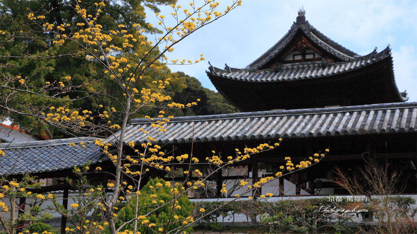 萬福寺中和園のサンシュユ 壁紙